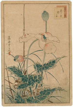 Nakayama Sûgakudô: No. 16 from the series Forty-eight Hawks Drawn from Life (Shô utsushi yonjû-hachi taka) - Museum of Fine Arts