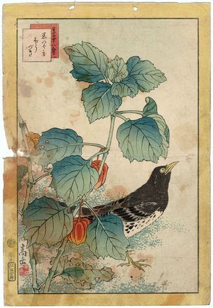 Nakayama Sûgakudô: No. 33 from the series Forty-eight Hawks Drawn from Life (Shô utsushi yonjû-hachi taka) - ボストン美術館
