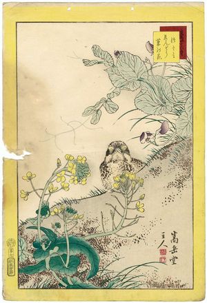 Nakayama Sûgakudô: No. 7 from the series Forty-eight Hawks Drawn from Life (Shô utsushi yonjû-hachi taka) - ボストン美術館