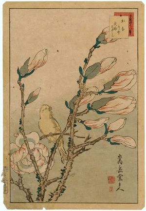 Nakayama Sûgakudô: No. 8 from the series Forty-eight Hawks Drawn from Life (Shô utsushi yonjû-hachi taka) - Museum of Fine Arts