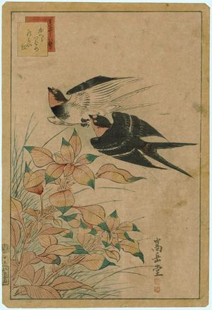 Nakayama Sûgakudô: No. 25 from the series Forty-eight Hawks Drawn from Life (Shô utsushi yonjû-hachi taka) - Museum of Fine Arts