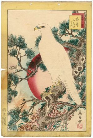 Nakayama Sûgakudô: No. 1, White Falcon and Five-needled Pine (Shirotaka, goyô no matsu), from the series Forty-eight Hawks Drawn from Life (Shô utsushi yonjû-hachi taka) - Museum of Fine Arts