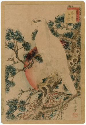 Nakayama Sûgakudô: No. 1, White Falcon and Five-needled Pine (Shirotaka goyô no matsu), from the series Forty-eight Hawks Drawn from Life (Shô utsushi yonjû-hachi taka) - ボストン美術館
