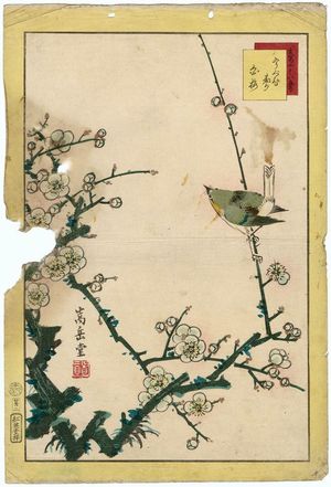 Nakayama Sûgakudô: No. 2, Warbler and White Plum (Uguisu hakubai), from the series Forty-eight Hawks Drawn from Life (Shô utsushi yonjû-hachi taka) - Museum of Fine Arts