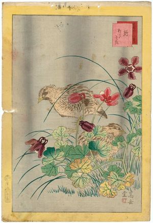 Nakayama Sûgakudô: No. 9 from the series Forty-eight Hawks Drawn from Life (Shô utsushi yonjû-hachi taka) - ボストン美術館