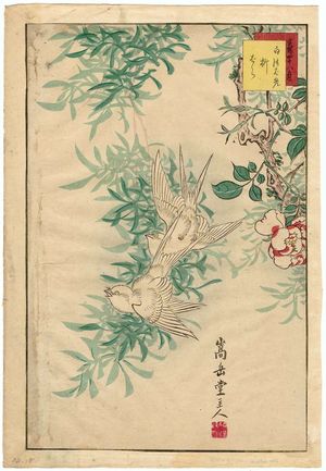 Nakayama Sûgakudô: No. 18 from the series Forty-eight Hawks Drawn from Life (Shô utsushi yonjû-hachi taka) - Museum of Fine Arts