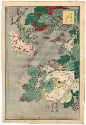 Nakayama Sûgakudô: No. 15 from the series Forty-eight Hawks Drawn from Life (Shô utsushi yonjû-hachi taka) - Museum of Fine Arts