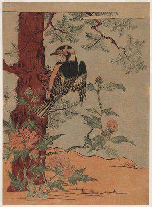 Japanese Print "Woodpecker, Tree, and Peony" by Isoda Koryusai, 磯田湖龍齋 (Isoda Koryûsai)