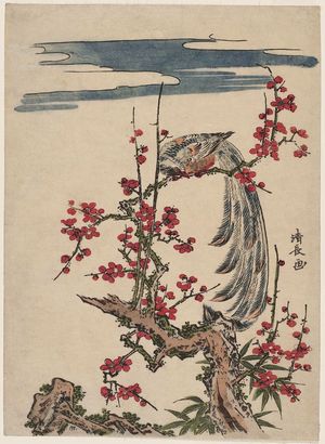 Torii Kiyonaga: Golden Pheasant Perched on Red Plum Tree - Museum of Fine Arts