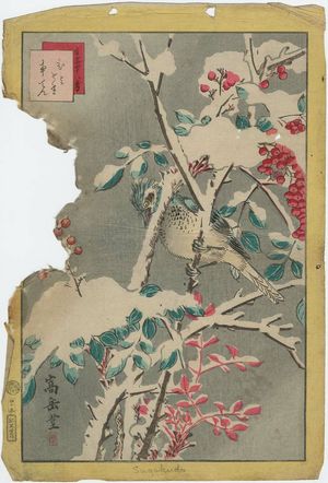 Nakayama Sûgakudô: No. 45, Bulbul and Nandina (Hiyodori nanten), from the series Forty-eight Hawks Drawn from Life (Shô utsushi yonjû-hachi taka) - ボストン美術館
