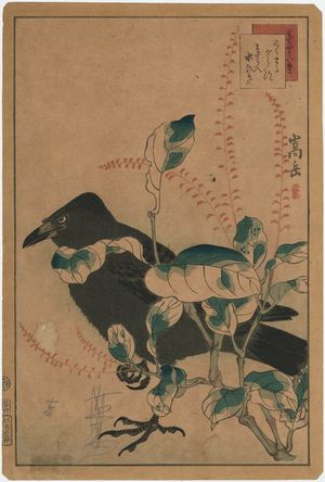 Nakayama Sûgakudô: No. 34 from the series Forty-eight Hawks Drawn from Life (Shô utsushi yonjû-hachi taka) - ボストン美術館