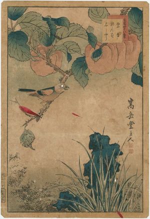 Nakayama Sûgakudô: No. 20 from the series Forty-eight Hawks Drawn from Life (Shô utsushi yonjû-hachi taka) - Museum of Fine Arts