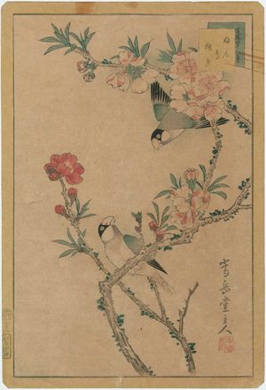Nakayama Sûgakudô: No. 5, Finches and Peach Blossoms (Bundori momo no hana), from the series Forty-eight Hawks Drawn from Life (Shô utsushi yonjû-hachi taka) - ボストン美術館