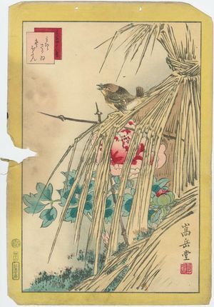 Nakayama Sûgakudô: No. 42 from the series Forty-eight Hawks Drawn from Life (Shô utsushi yonjû-hachi taka) - ボストン美術館