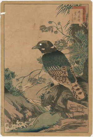 Nakayama Sûgakudô: No. 31 from the series Forty-eight Hawks Drawn from Life (Shô utsushi yonjû-hachi taka) - ボストン美術館