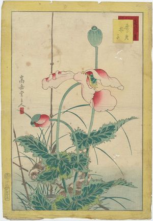 Nakayama Sûgakudô: No. 16 from the series Forty-eight Hawks Drawn from Life (Shô utsushi yonjû-hachi taka) - Museum of Fine Arts