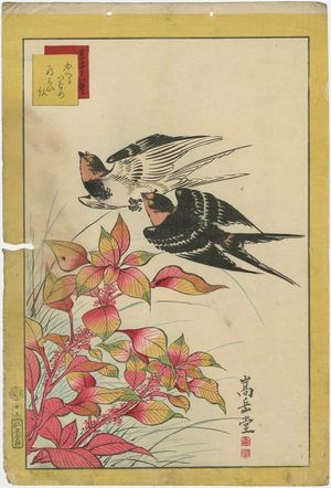 Nakayama Sûgakudô: No. 25 from the series Forty-eight Hawks Drawn from Life (Shô utsushi yonjû-hachi taka) - ボストン美術館