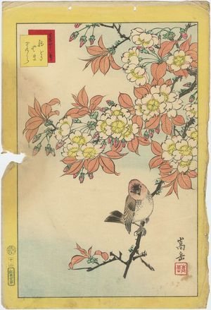 Nakayama Sûgakudô: No. 12 from the series Forty-eight Hawks Drawn from Life (Shô utsushi yonjû-hachi taka) - ボストン美術館