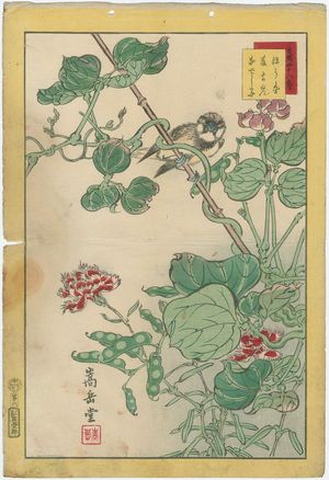 Nakayama Sûgakudô: No. 6 from the series Forty-eight Hawks Drawn from Life (Shô utsushi yonjû-hachi taka) - Museum of Fine Arts