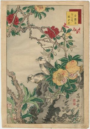 Nakayama Sûgakudô: No. 21 from the series Forty-eight Hawks Drawn from Life (Shô utsushi yonjû-hachi taka) - Museum of Fine Arts