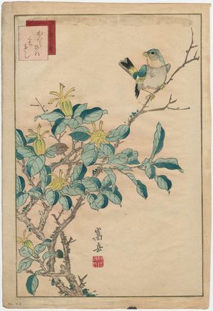 Nakayama Sûgakudô: No. 40 from the series Forty-eight Hawks Drawn from Life (Shô utsushi yonjû-hachi taka) - ボストン美術館