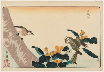 北尾政美: Gray Starling (Hakutô-ô) in Loquat Tree, reprinted from the album Kaihaku raikin zui (A Compendium of Pictures of Birds Imported from Overseas) - ボストン美術館