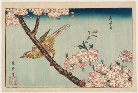 北尾政美: Bunting (Gabichô) and Cherry Blossoms, reprinted from the album Kaihaku raikin zui (A Compendium of Pictures of Birds Imported from Overseas) - ボストン美術館