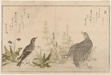 Kitagawa Utamaro: Quail (Uzura) and Skylark (Hibari), from the album Momo chidori kyôka awase (Myriad Birds: A Kyôka Competition) - Museum of Fine Arts