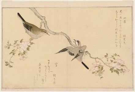 Kitagawa Utamaro: Penduline Tit (Yamagara) and Bush Warbler (Uguisu), from the album Momo chidori kyôka awase (Myriad Birds: A Kyôka Competition) - Museum of Fine Arts