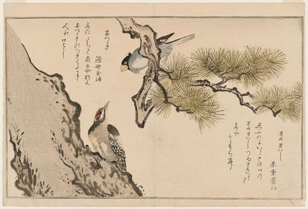 Kitagawa Utamaro: Grosbeak (Mamemawashi) and Woodpecker (Kitsutsuki), from the album Momo chidori kyôka awase (Myriad Birds: A Kyôka Competition) - Museum of Fine Arts