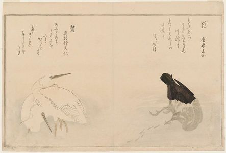 Kitagawa Utamaro: Cormorant (U) and Egrets (Sagi), from the album Momo chidori kyôka awase (Myriad Birds: A Kyôka Competition) - Museum of Fine Arts