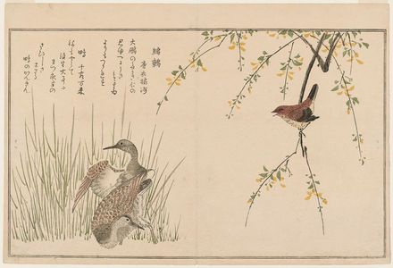 喜多川歌麿: Wren (Misosazai) and Snipe (Shigi), from the album Momo chidori kyôka awase (Myriad Birds: A Kyôka Competition) - ボストン美術館