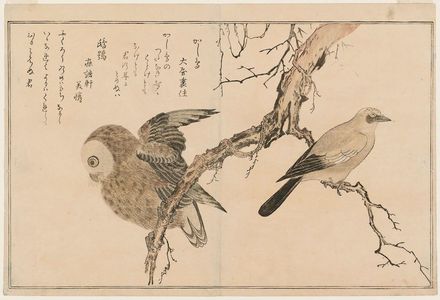 Kitagawa Utamaro: Jay (Kashidori) and Boreal Owl (Fukurô), from the album Momo chidori kyôka awase (Myriad Birds: A Kyôka Competition) - Museum of Fine Arts