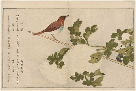 喜多川歌麿: Great Tit (Shijûkara) and Japanese Robin (Komadori), from the album Momo chidori kyôka awase (Myriad Birds: A Kyôka Competition) - ボストン美術館