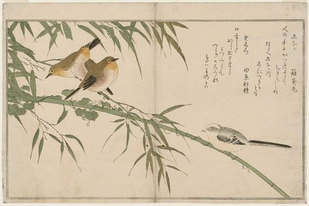 喜多川歌麿: Long-tailed Tit (Enaga) and Japanese White-Eyes (Mejiro), from the album Momo chidori kyôka awase (Myriad Birds: A Kyôka Competition) - ボストン美術館