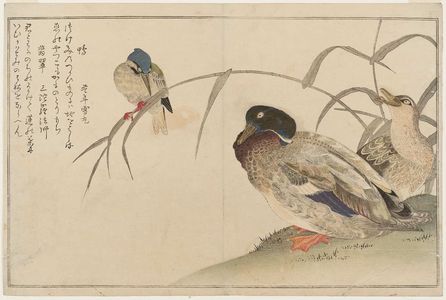 喜多川歌麿: Mallard Ducks (Kamo) and Kingfisher (Kawasemi), from the album Momo chidori kyôka awase (Myriad Birds: A Kyôka Competition) - ボストン美術館
