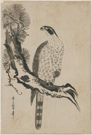 喜多川歌麿: Falcon and Pine Tree - ボストン美術館