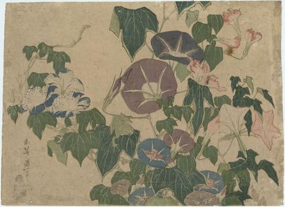 Katsushika Hokusai: Morning Glories and Tree Frog, from an untitled series known as Large Flowers - Museum of Fine Arts