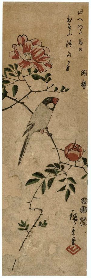 歌川広重: Finch on Camellia Branch - ボストン美術館