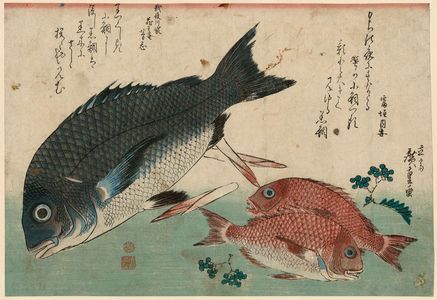 Utagawa Hiroshige: Black Sea Bream, Small Sea Bream, Asparagus Shoots, and Sansho Pepper, from an untitled series known as Large Fish - Museum of Fine Arts
