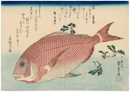 Utagawa Hiroshige: Sea Bream and Sansho Pepper, from an untitled series known as Large Fish - Museum of Fine Arts