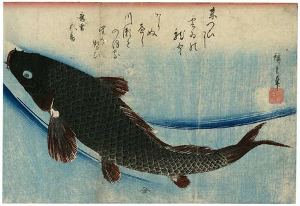 歌川広重: Carp, from an untitled series known as Large Fish - ボストン美術館