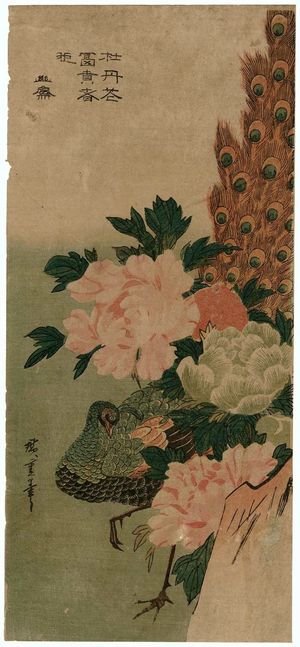 歌川広重: Peacock and Peonies - ボストン美術館