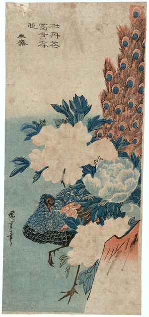 歌川広重: Peacock and Peonies - ボストン美術館