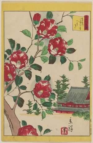 二歌川広重: Camellia at Ueno Shimotera in the Eastern Capital (Tôto Ueno Shimotera tsubaki), from the series Thirty-six Selected Flowers (Sanjûrokkasen) - ボストン美術館