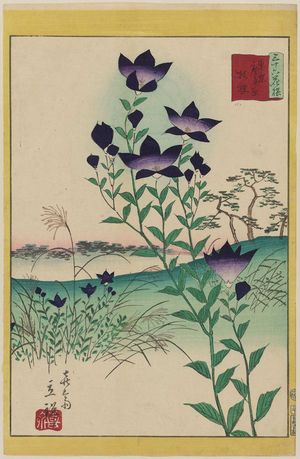 Utagawa Hiroshige II: Bellflowers at Hiroo Plain in Tokyo (Tôkyô Hiroo hara kikyô), from the series Thirty-six Selected Flowers (Sanjûrokkasen) - Museum of Fine Arts
