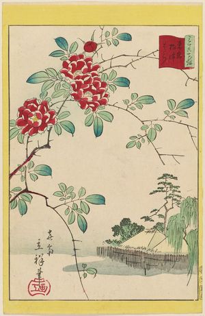 二歌川広重: Wild Roses at Nezu in Tokyo (Tôkyô Nezu bara), from the series Thirty-six Selected Flowers (Sanjûrokkasen) - ボストン美術館