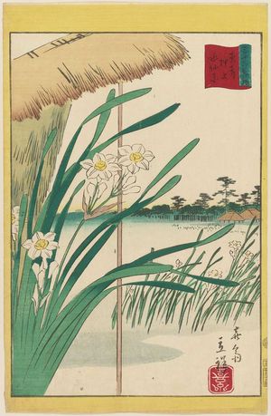 二歌川広重: Narcissus at Oshiage in the Eastern Capital (Tôto Oshiage suisenka), from the series Thirty-six Selected Flowers (Sanjûrokkasen) - ボストン美術館