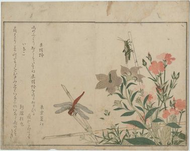 喜多川歌麿: Locust (Inago) and Red Dragonfly (Akatonbô), from the album Ehon mushi erami (Picture Book: Selected Insects) - ボストン美術館
