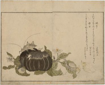 喜多川歌麿: Land Snail (Katatsumuri) and Giant Katydid (Kutsuwamushi), from the album Ehon mushi erami (Picture Book: Selected Insects) - ボストン美術館
